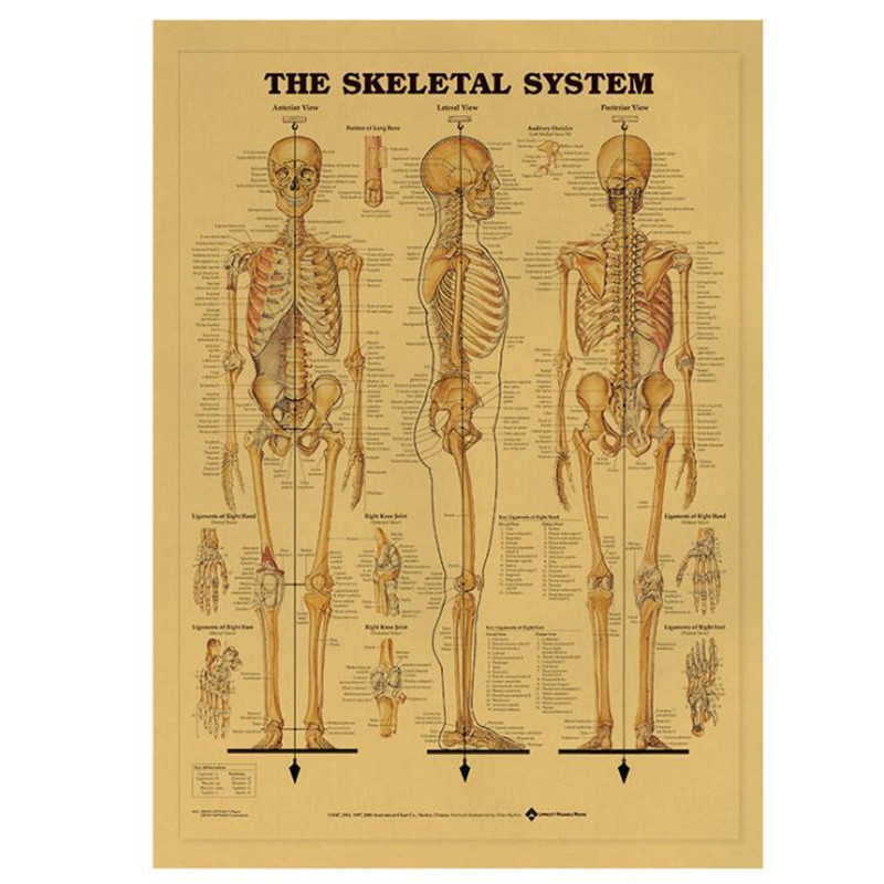 Home Decor Indonesia - Affiche médicale Vintage du système squelette,