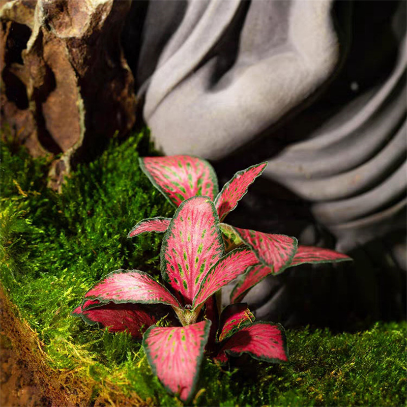Micro paysage mousse bouteille - Terrarium Glass Bottle avis et prix