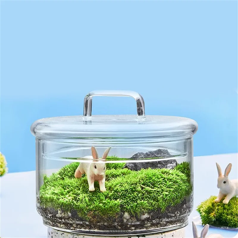Micro paysage mousse plantes b - Terrarium Glass Bottle avis et prix